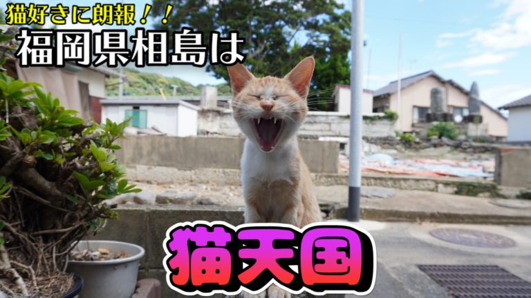 猫好き必見 福岡の猫天国 相島の猫撮影スポットや島内施設を紹介 Earth Travel