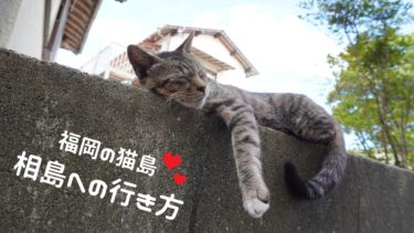 相島行き方　福岡にある猫好きには堪らない島へのアクセス方法を紹介！